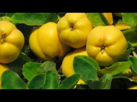 Видео: БЕХИ ГУЛИДА НИМА КИЛИШ КЕРАК.КАСАЛДАН САКЛАШ