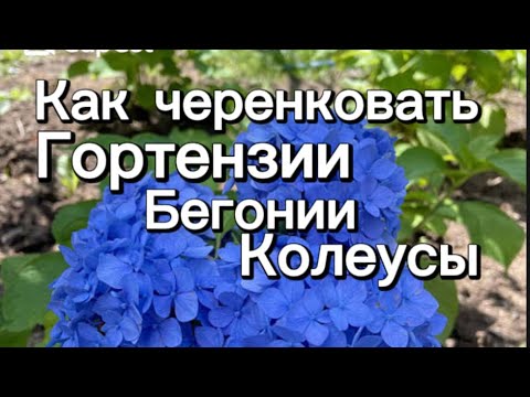 Видео: #влог ✅❤️Как черенковать #гортензию     #колеус#бегония #черенкование#бегония#черенкованиегортензий