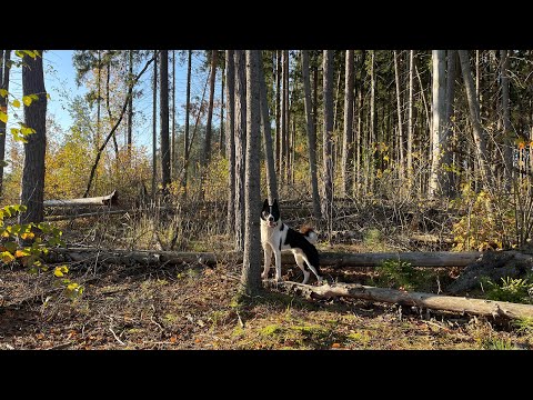 Видео: Охота на кабана. Погоня за Секачом. День третий. Hunting boar. Chasing a wild boar.