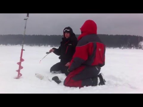 Видео: Сылвенский судачок