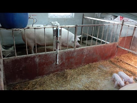 Видео: Металлические клетки для свиноматок. Размеры. Плюсы, минусы, нюансы.