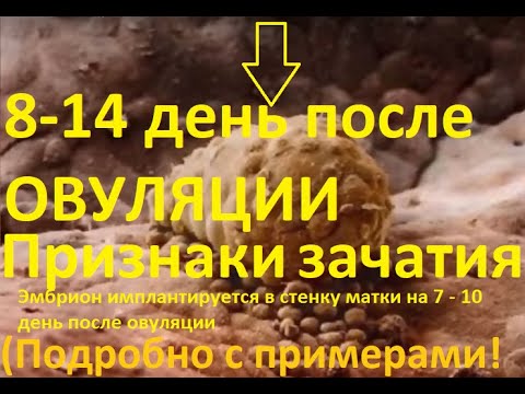 Видео: 👶8-14 ДПО - признаки беременности 🔔ДО задержки (ПОДРОБНО С ПРИМЕРАМИ)! Самые ранние признаки зачатия