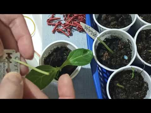 Видео: Прививка арбузов на лагенарию. Простой способ 100 % результат. Даже для людей с плохим зрением!