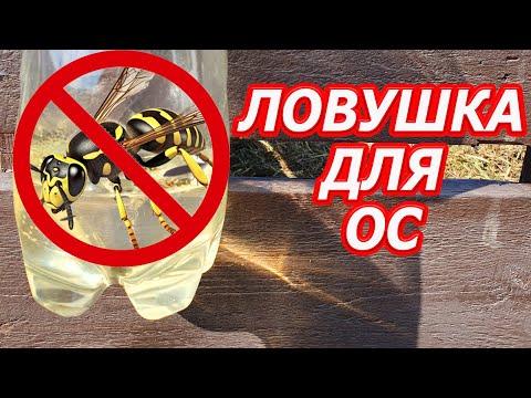 Видео: Ловушка для ос из пластиковой бутылки