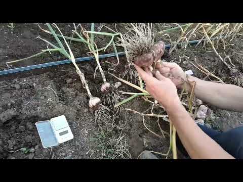 Видео: Нужно ли удобрение чесноку ?