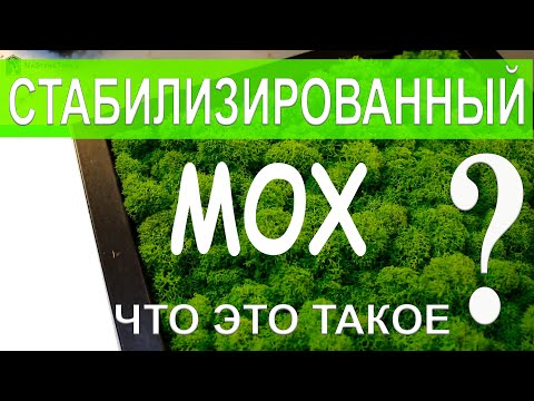 Видео: ЧТО ТАКОЕ СТАБИЛИЗИРОВАННЫЙ МОХ?