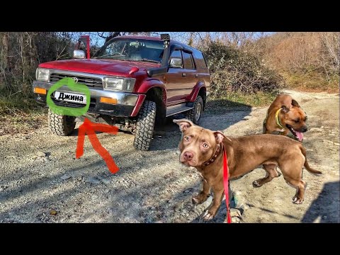 Видео: Приехали на время, остались навсегда. Из Москвы с собаками на море Сочи Лазаревское