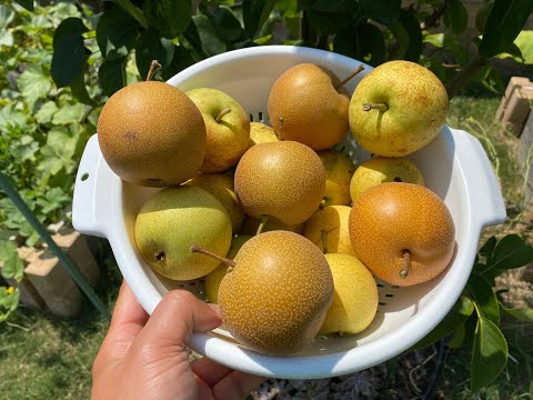 Видео: Выращивание азиатских груш. Часть 6 — Сбор груш