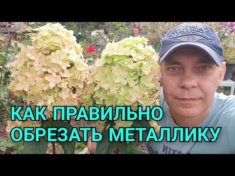 Видео: Как обрезать метельчатую гортензию в зависимости от региона на примере сорта Металлика🌸 #garden