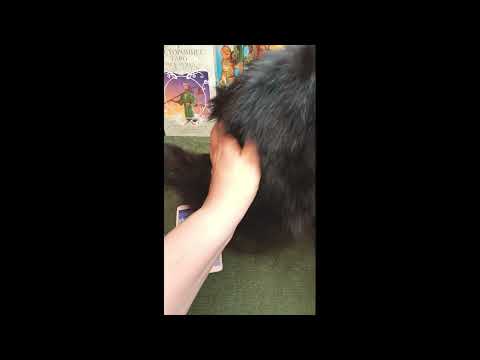 Видео: РЫБЫ - Сентябрь/прогноз таро/ ♓ #shorts