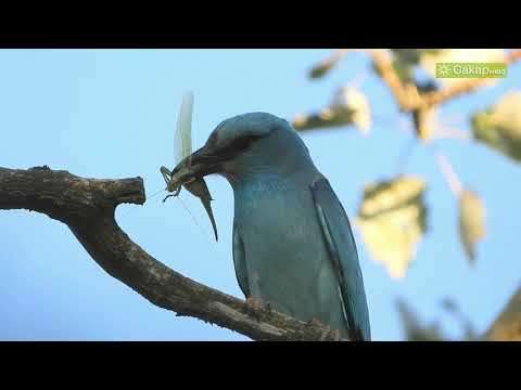 Видео: Птици от Югоизточна България, част 2