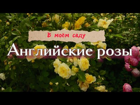 Видео: Английские розы в моём саду.