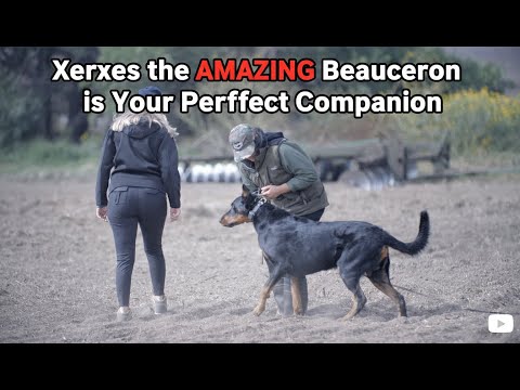 Видео: Ксеркс УДИВИТЕЛЬНЫЙ босерон — ваш идеальный компаньон