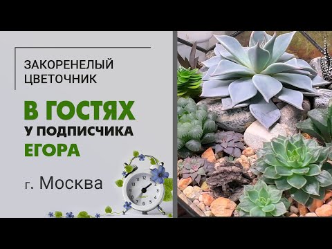 Видео: В гостях у Егора, г.  Москва | Потрясающая коллекция комнатных растений. От суккулентов до монстер