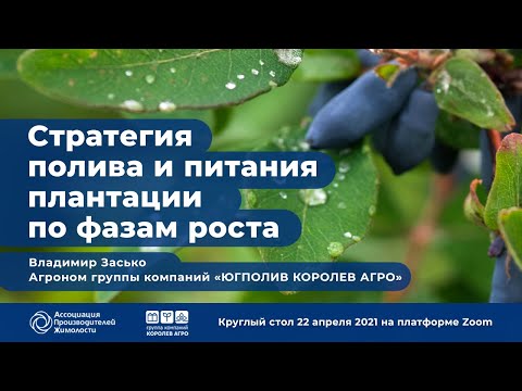 Видео: Стратегия полива и питания плантации жимолости по фазам роста. Засько В.
