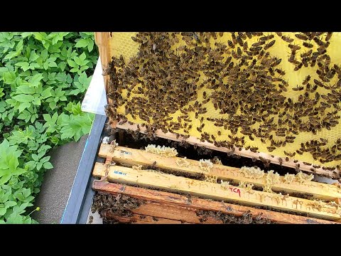 Видео: Литая вощина, ульи, ловушки
