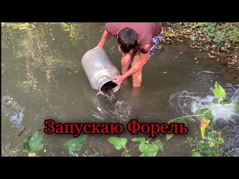 Видео: Запускаю форель и стерлядь в пруд.