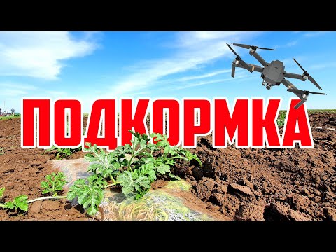 Видео: Подкормка 03 06 20