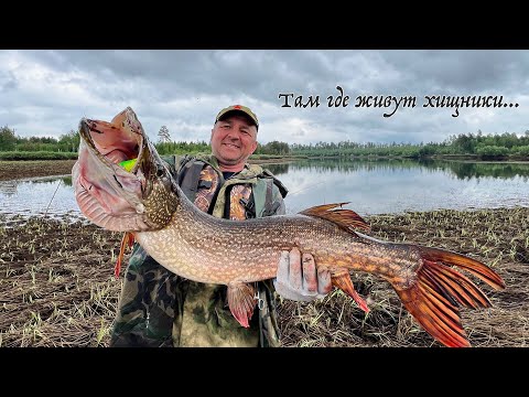 Видео: Там где живут хищники Рыбалка на притоках р Обь