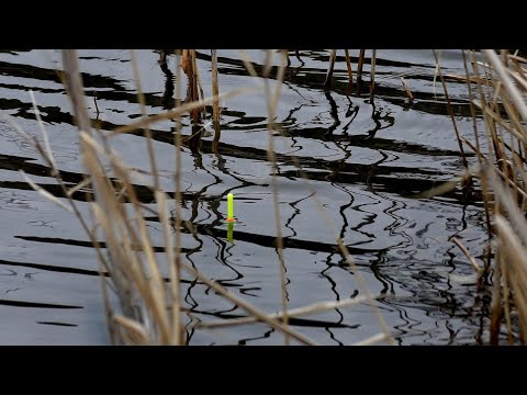 Видео: РЫБАЛКА НА КАРАСЯ В МАРТЕ. РАННИЙ КАРАСЬ В КАМЫШЕ НА ПОПЛАВОК