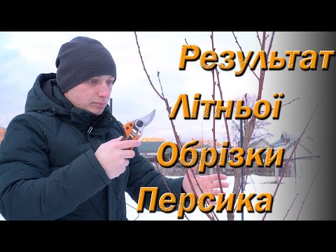 Видео: Результат летней обрезки персика.