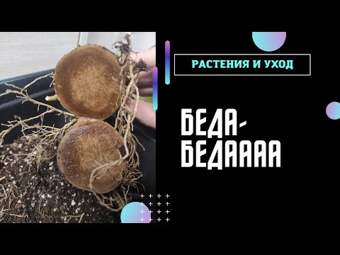 Видео: Гниль каудекса адениума #адениум #adenium