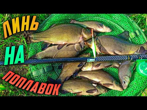 Видео: ЛИНЬ на ПОПЛАВОК на ЛЕСНОМ ОЗЕРЕ, Кайфовая рыбалка на линя, ЛИНЬ