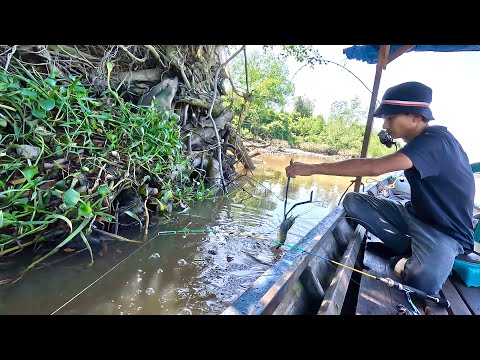 Видео: Я поймал гигантскую креветку в корнях многовекового дерева в реке. || Рыбалка || Креветки || Омары