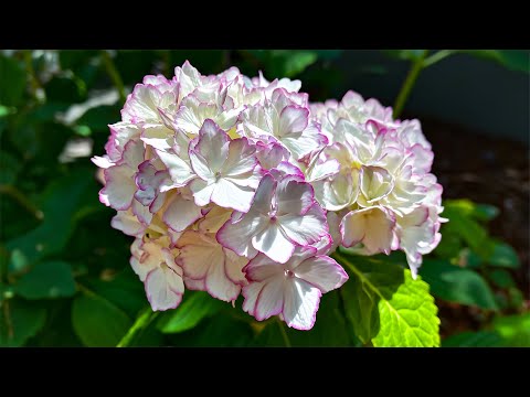 Видео: Целительные энергетические песни для хорошего самочувствия 🍀 Избавьтесь от лишних мыслей, беспоко...
