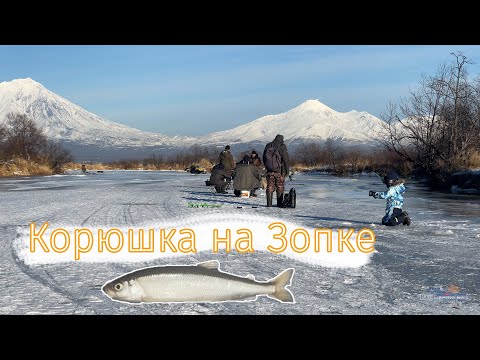 Видео: Корюшка пошла! Попал на отличную рыбалку возле города, на Зопке