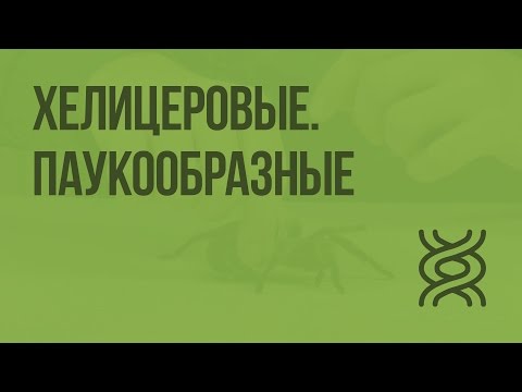 Видео: Хелицеровые. Паукообразные. Видеоурок по биологии 7 класс