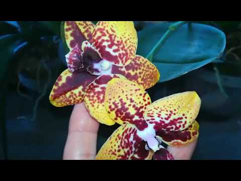 Видео: 8 октября 2022 г. Первое цветение каттлеи
