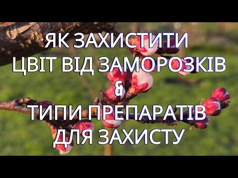 Видео: ЯК ЗАХИСТИТИ ЦВІТ ВІД ЗАМОРОЗКІВ & ТИПИ ПРЕПАРАТІВ ДЛЯ ЗАХИСТУ
