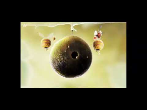 Видео: Я играю в botanicula 1 часть 