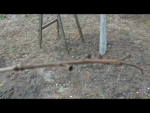 Видео: Обрізка ХУРМИ весною.