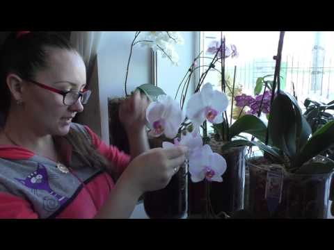 Видео: СУПЕР !!!!! Досветка орхидей!!!!! Фитолампы минифермер!