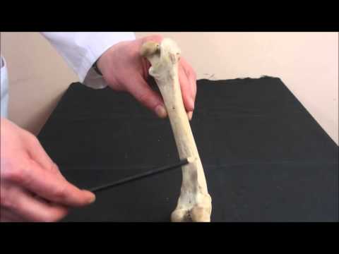 Видео: бедренная кость и коленная чашка собаки