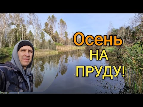 Видео: Обзор на Пруд! Октябрь 