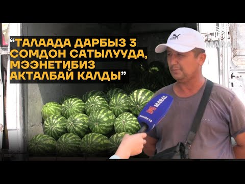 Видео: Дыйкан:  Дарбыз арзан, талаадан 3 сом, дүңүнөн 5-7 сомго чейин сатып жатабыз