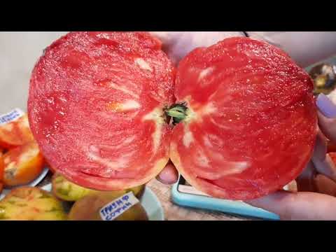 Видео: 14 августа, дегустация самых крупных томатов ,  первый арбуз был вкусным