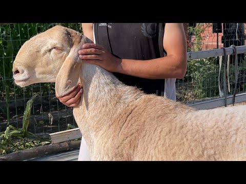 Видео: Цилекценер хожини куйлари сотувда
