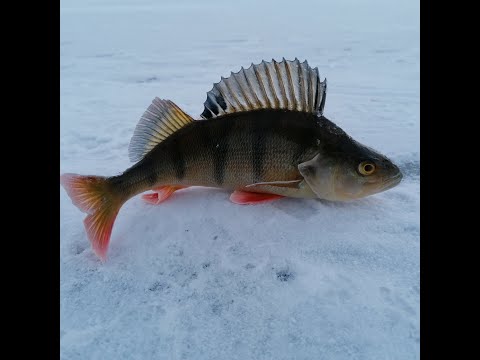 Видео: Бусани 01 12 2022
