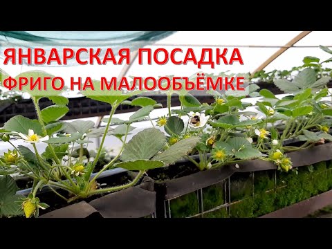 Видео: Зимне-весенняя посадка фриго - можно ли получить урожай?