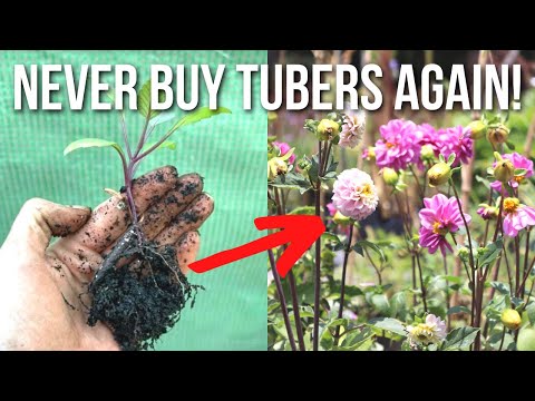 Видео: Как вырастить георгины из семян: легко и недорого