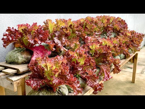 Видео: перерабатывайте пластиковые пакеты, чтобы выращивать овощи, чтобы обеспечить семью