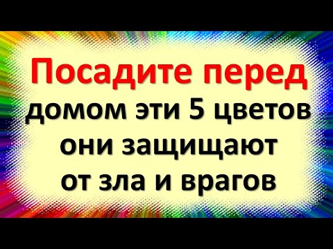 Видео: Эти 5 цветов у дома защитят вас от порчи, сглаза и врагов - старинные приметы!