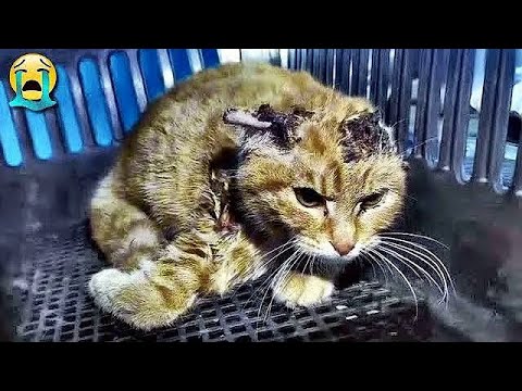 Видео: Крысы отгрызли ему ухо, он плакал, и никто не помог.
