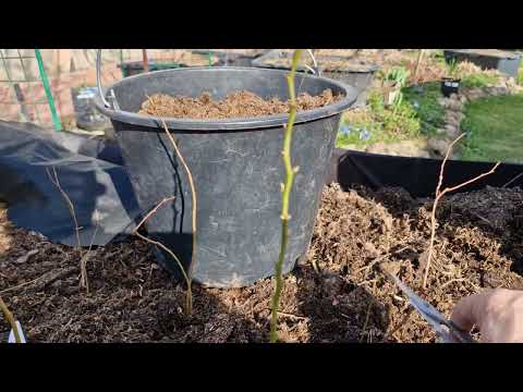 Видео: Что делать с молодыми и не только  саженцами голубики перед посадкой?