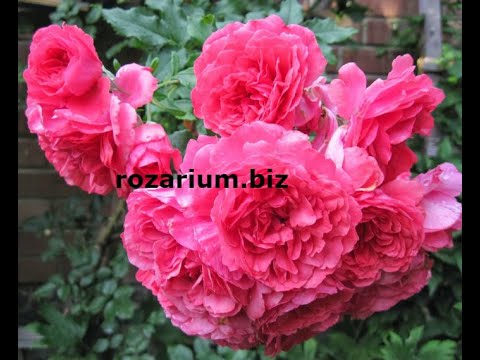 Видео: Обрезка годичной плетистой розы. питомник роз полины козловой rozarium.biz, pruning a braided rose