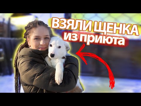Видео: Взяли щенка из приюта